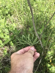 Delphinium treleasei