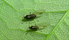 Periphyllus testudinaceus