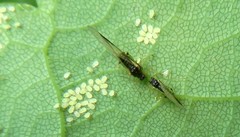 Periphyllus testudinaceus