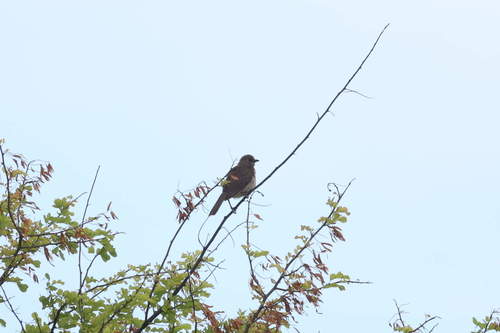 Scaly-breasted Thrasher (Allenia fusca), photo 1