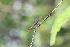Orthemis macrostigma