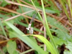 Pseudocopera ciliata