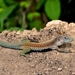 Giant Whiptail - Photo (c) Daniel Pineda Vera, some rights reserved (CC BY), uploaded by Daniel Pineda Vera