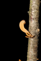 Macrotyphula contorta