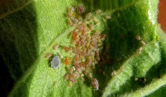 Dysaphis plantaginea