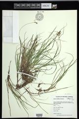 Carex deflexa