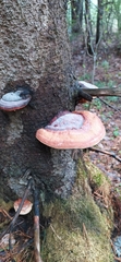Fomitopsis pinicola