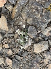 Draba nivalis
