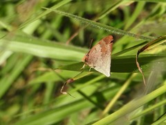 Euselasia thucydides