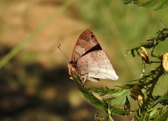 Euselasia thucydides