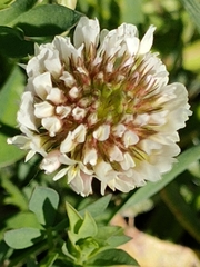 Trifolium repens