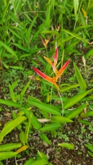 Heliconia