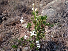 Bouvardia longiflora