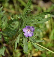 Geranium tuberosum