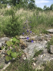 Delphinium treleasei