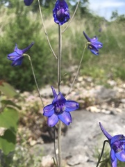 Delphinium treleasei
