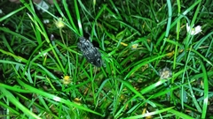 Chalcophora intermedia