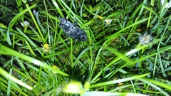 Chalcophora intermedia