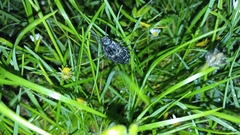 Chalcophora intermedia