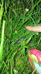 Chalcophora intermedia