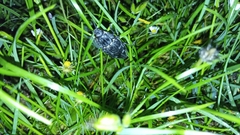 Chalcophora intermedia