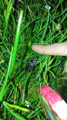 Chalcophora intermedia