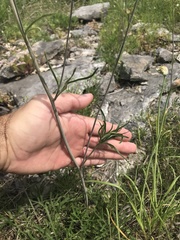 Delphinium treleasei