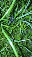 Chalcophora intermedia