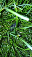 Chalcophora intermedia