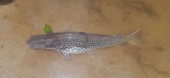 Pseudoplatystoma tigrinum