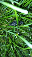 Chalcophora intermedia