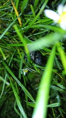 Chalcophora intermedia