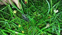 Chalcophora intermedia