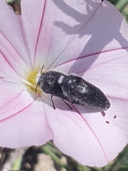 Acmaeodera cylindrica