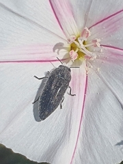 Acmaeodera cylindrica