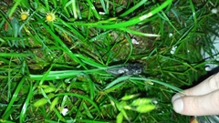 Chalcophora intermedia