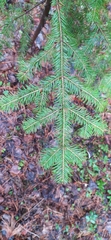 Abies sibirica