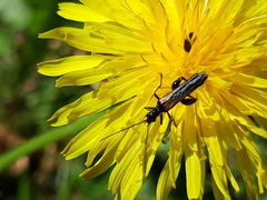 Oedemera pthysica