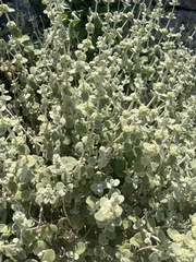 Pseudodictamnus acetabulosus