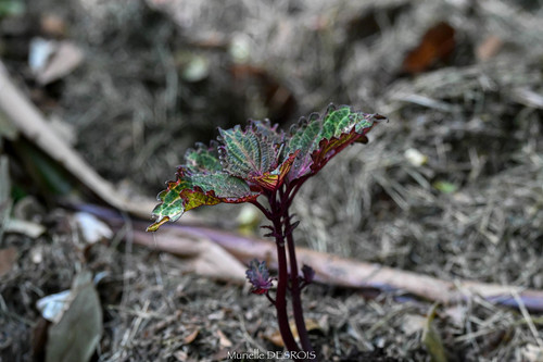 Coleus scutellarioides