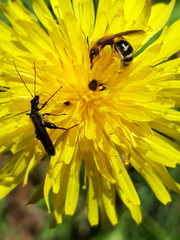 Oedemera pthysica