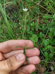 Stellaria peduncularis