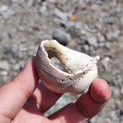 Cryptonatica janthostoma