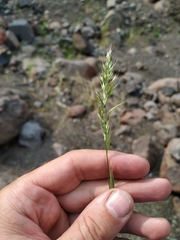 Trisetum agrostideum