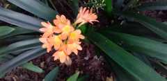 Clivia miniata