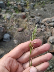 Trisetum agrostideum