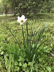 Narcissus