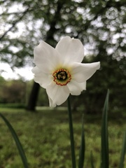 Narcissus