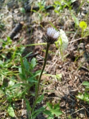 Erigeron eriocalyx