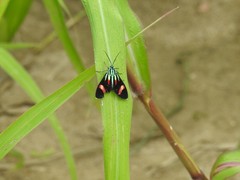 Uranophora maranhaonis